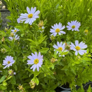 Bio-Sommeraster - Kalimeris incisa 'Blue Star'