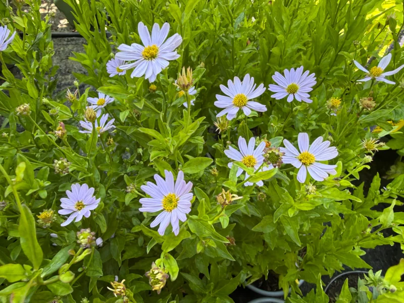Bio-Sommeraster - Kalimeris incisa 'Blue Star'