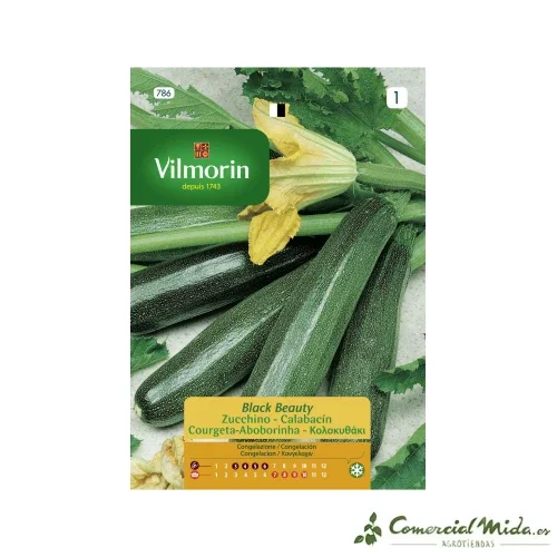 Semillas de CALABACIN BLACK BEAUTY Vilmorin 7g