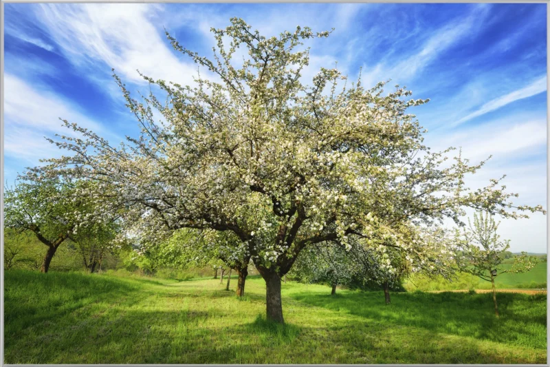 Bild & Rahmen Blühende Obstbäume