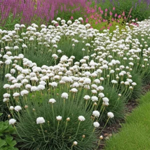 Englisches Gras (Weiß) - Armeria maritima 'Alba'