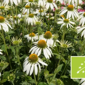 Bio-Weißer Sonnenhut - Echinacea purpurea 'Alba'