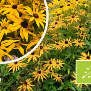 Bio-Gelber Sonnenhut - Rudbeckia Fulgida 'Goldsturm'