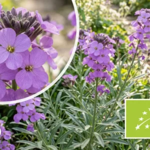Felsenrakete - Erysimum linifolium 'Bowles Mauve'