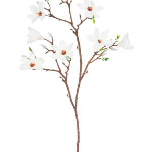 Der künstliche Magnolienzweig mit kleinen Blüten, 89 cm, weiß, hat einen einzelnen braunen Zweig mit mehreren Ablegern, mit mehreren offenen weißen Blüten mit einem hellrosa Herzen und kleinen grünen Blättern vor einem schlichten weißen Hintergrund.