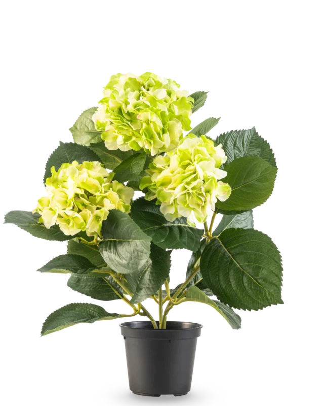 Die künstliche Hortensie Grün UV 35 cm hat drei Büschel hellgelbgrüner Blüten und große tiefgrüne Blätter, alle in einem Topf vor einem weißen Hintergrund.