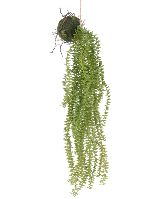 Die künstliche Hängepflanze Phlegmariurus Ball 55 cm verfügt über üppige, hängende grüne Blätter, die von einer moosbedeckten Kugel herabfallen und an einer Schnur aufgehängt sind, um vor jedem Hintergrund stilvoll zur Geltung zu kommen.