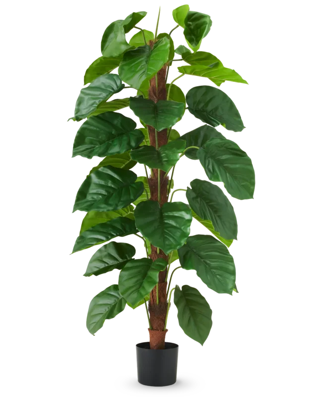 Die Kunstpflanze Epipremnum aureum 150 cm ist eine hohe Kunstpflanze mit großen, glänzend grünen Blättern, präsentiert in einem schwarzen Topf vor einem schlichten weißen Hintergrund.