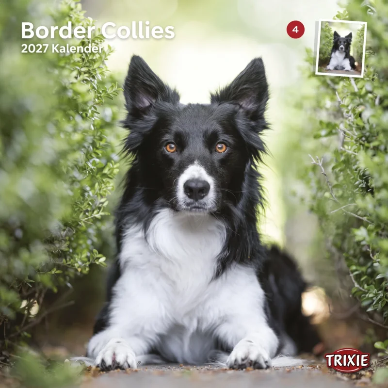 TRIXIE 2027 Kalender Border Collies