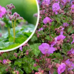Bio-Storchschnabel - Geranium cantabrig. 'Karmina'