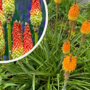 Feuerpfeil - Kniphofia uvaria 'Grandiflora'