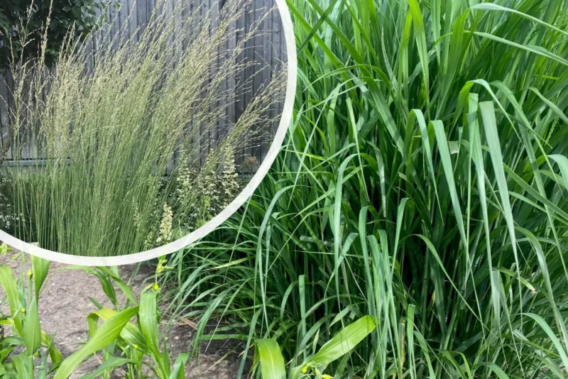Pfeifenstroh - Molinia caerulea 'Heidebraut'