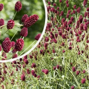 Großer Wiesenknopf - Sanguisorba officinalis (Höhe 120 cm)