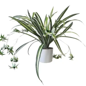 Kunstpflanze Grünlilie (Chlorophytum comosum) 60 cm im Topf
