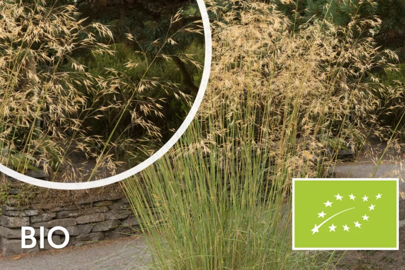 Bio Riesen-Federgras (Wintergrün 150-200 cm) Stipa Gigantea