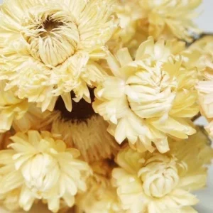 Strohblumen Granvia - 1 Bund - Naturfarbe creme
