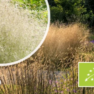Bio-Rohduft - Deschampsia cespitosa 'Goldtau'