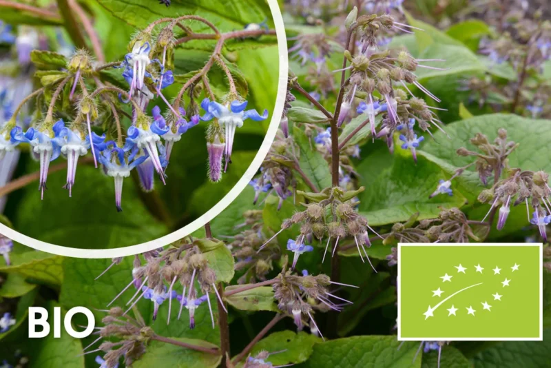 Bio-Orientalisches Gurkenkraut – Trachystemon orientalis