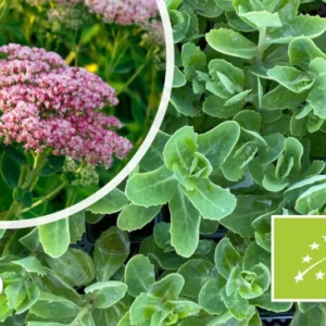 Bio-Fetthenne - Sedum 'Herbstfreude'