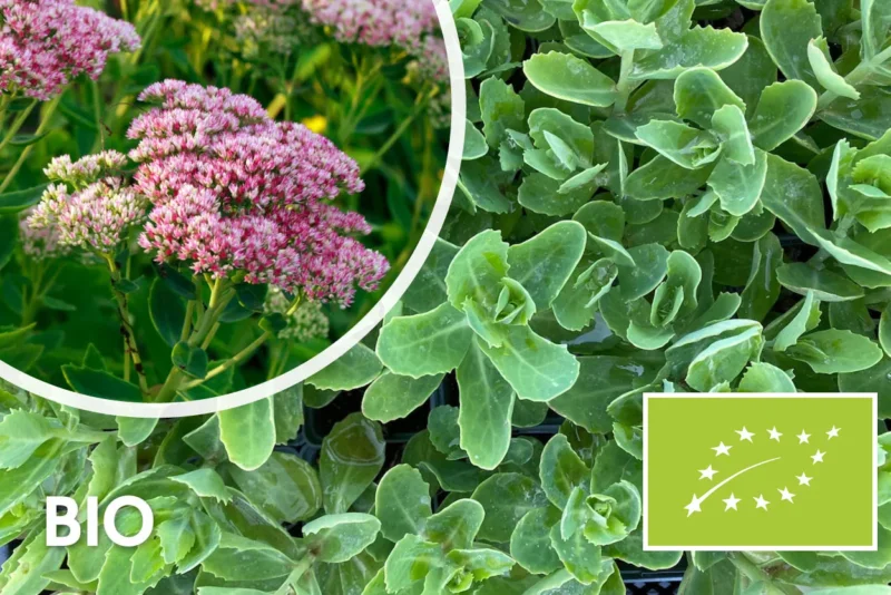 Bio-Fetthenne - Sedum 'Herbstfreude'