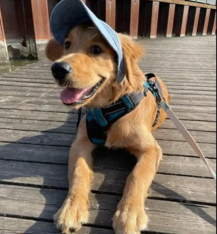 Schützende Hundekappe mit UV-Schutz und verstellbarem Riemen