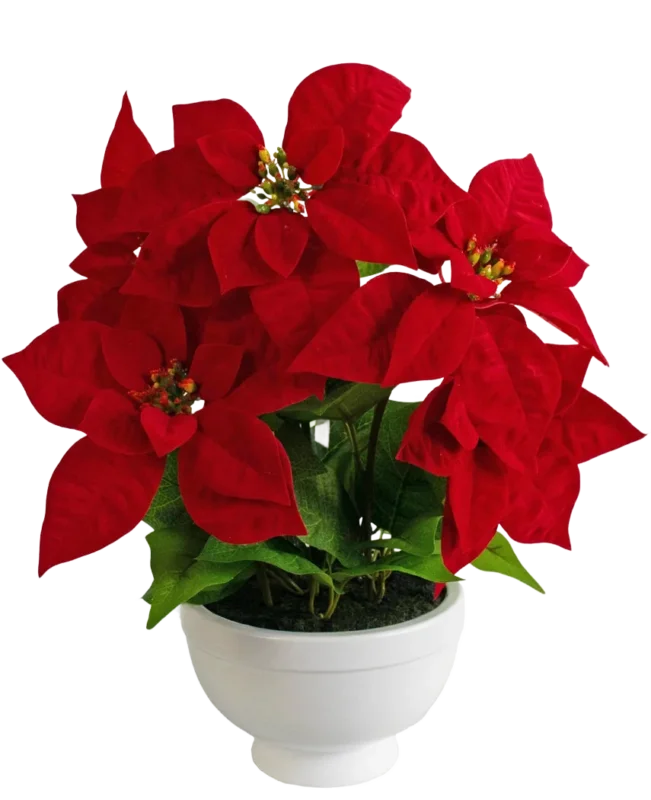 Die Kunstpflanze Weihnachtsstern 44 cm rot ist ein weißer Topf mit einer Weihnachtssternpflanze mit leuchtend roten, sternförmigen Blättern und grünem Blattwerk vor einem schlichten weißen Hintergrund.