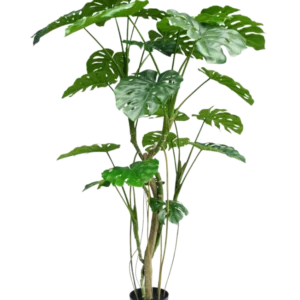 Die Kunstpflanze Monstera 210 cm ist eine hohe Topfpflanze mit mehreren langen Stielen und großen, glänzenden, gespaltenen grünen Blättern, die einer echten Monstera ähneln. Hier vor einem schlichten weißen Hintergrund dargestellt.