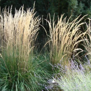 Bio-Pfeifenstroh - Molinia rund. „Karl Förster“