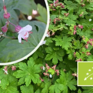 Bio-Storchschnabel - Geranium macrorrhizum 'Spessart'