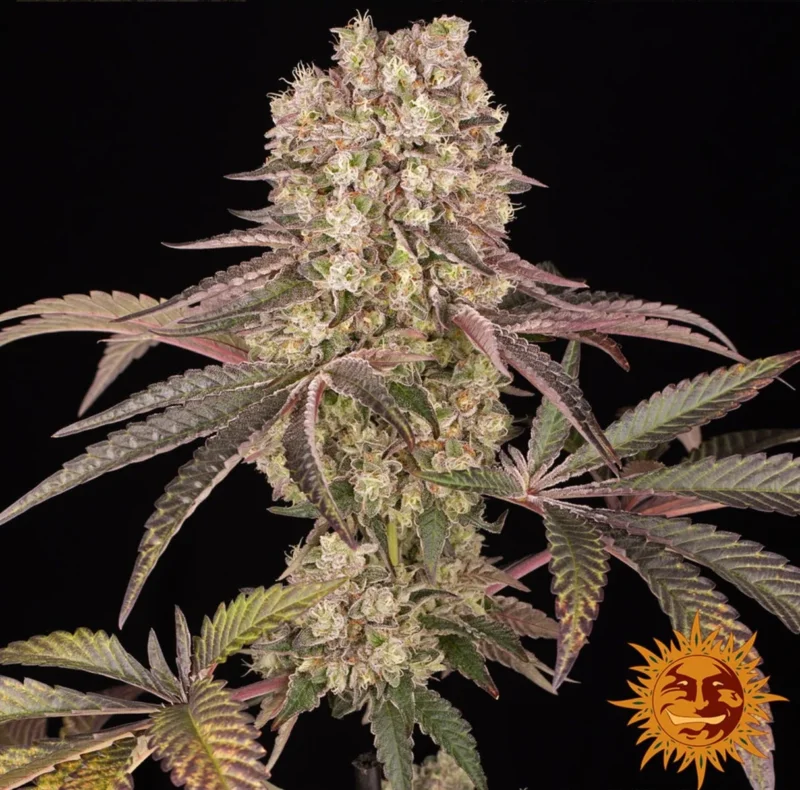 Barneys Farm Runtz Muffin Fem 3St.