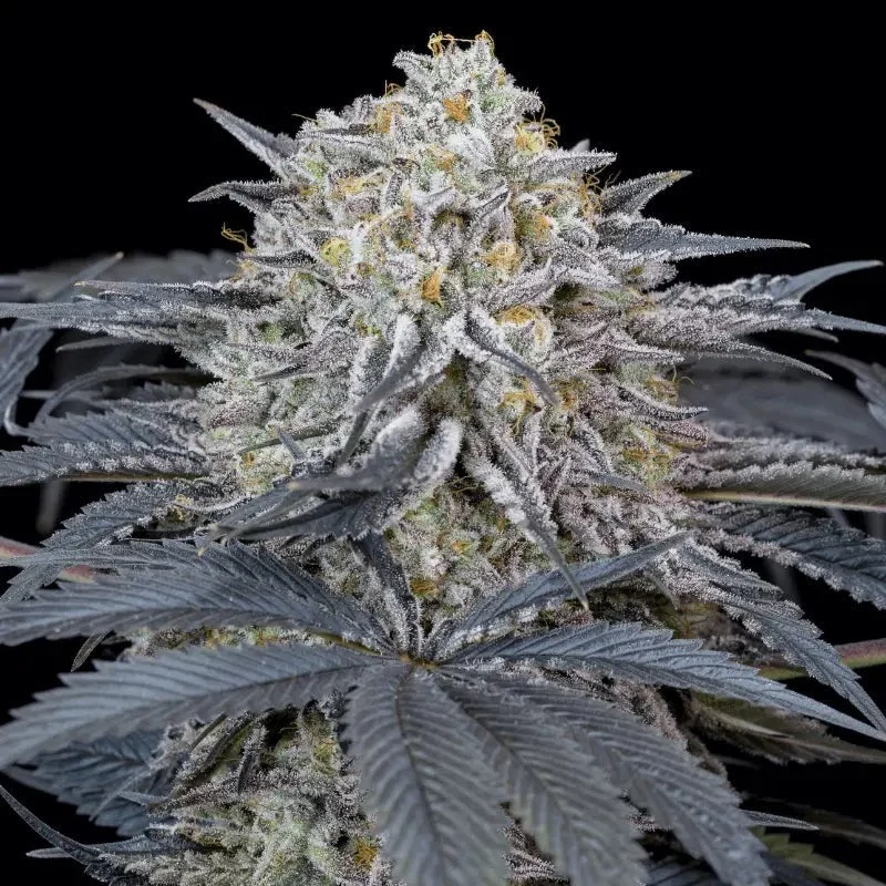 Silent Seeds Watermelon Runtz Fem 3St.
