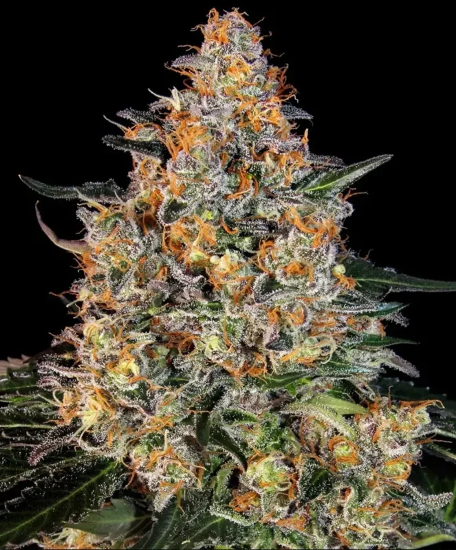 Barneys Farm Bubba Kush Fem 3St.