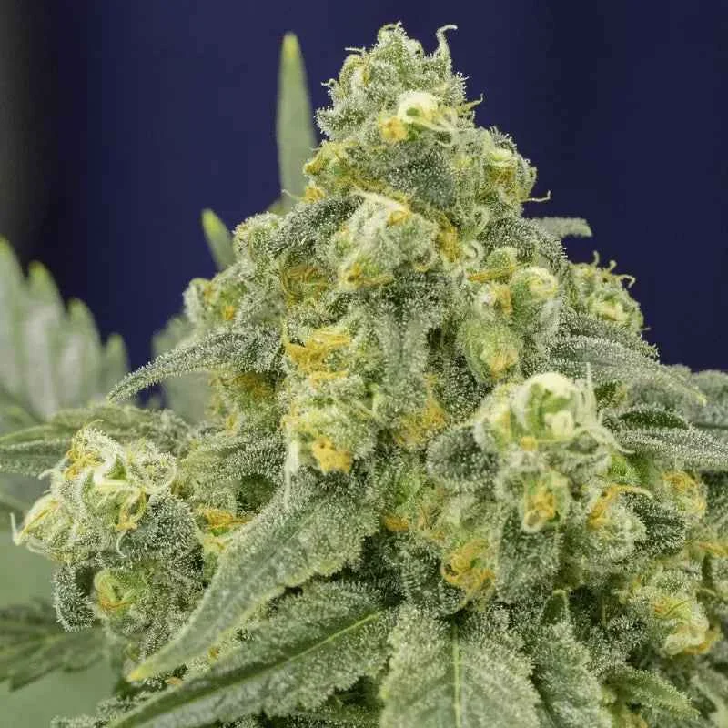 Silent Seeds White Widow Fem 3St.